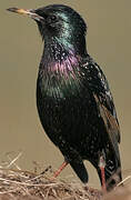 Common Starling