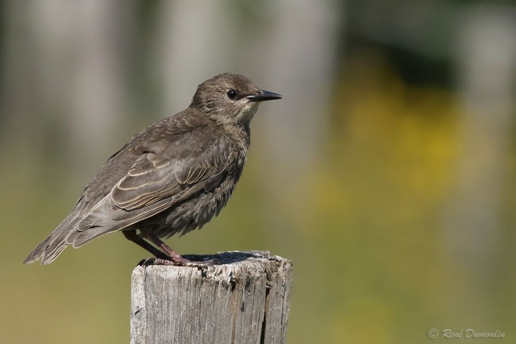 Common Starlingjuvenile, identification