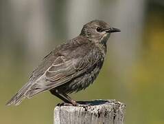 Common Starling