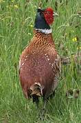 Common Pheasant