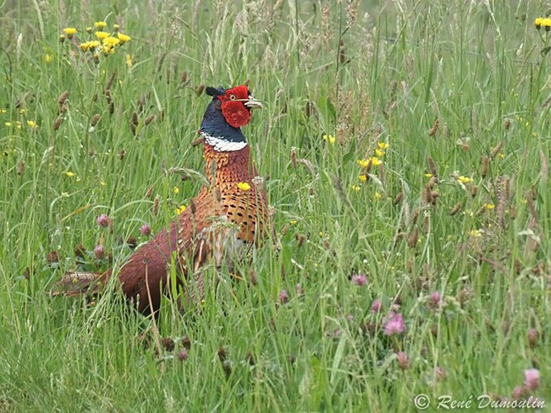 Common Pheasant male adult