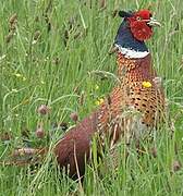 Common Pheasant