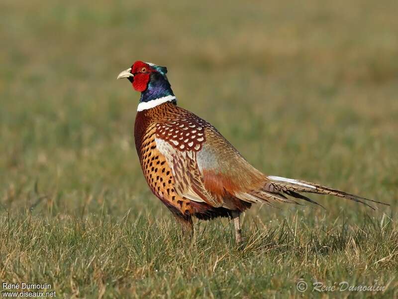 Common Pheasant male adult breeding, identification