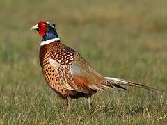 Common Pheasant