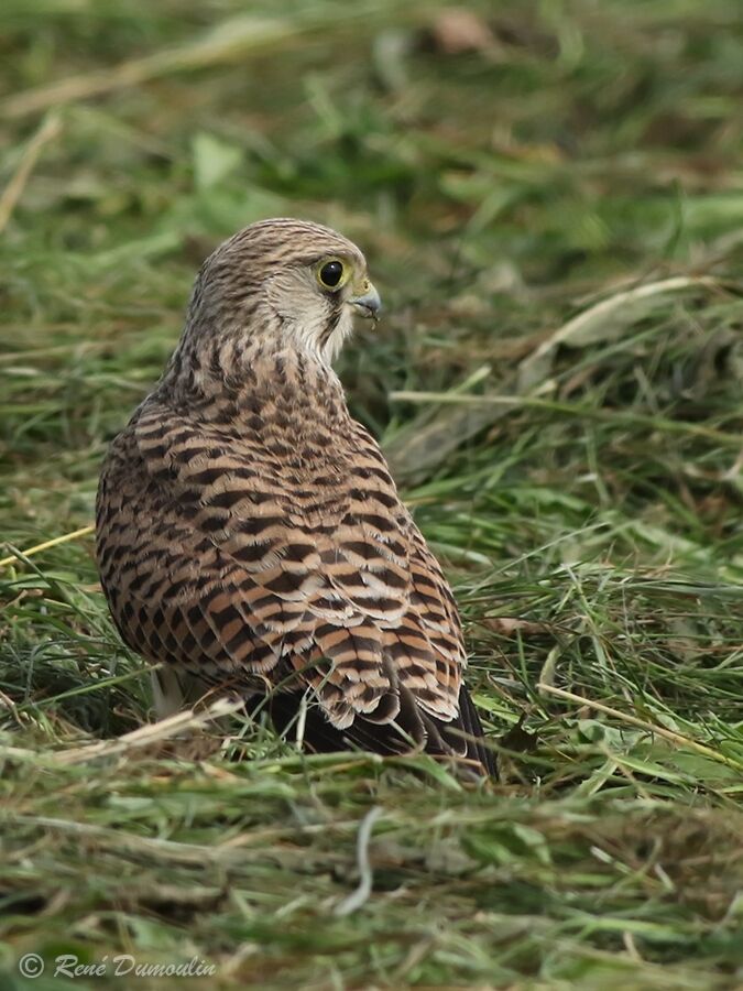 Common KestrelFirst year, identification, fishing/hunting