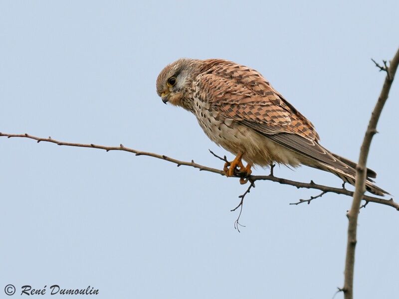 Common Kestrel