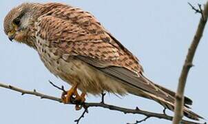 Common Kestrel