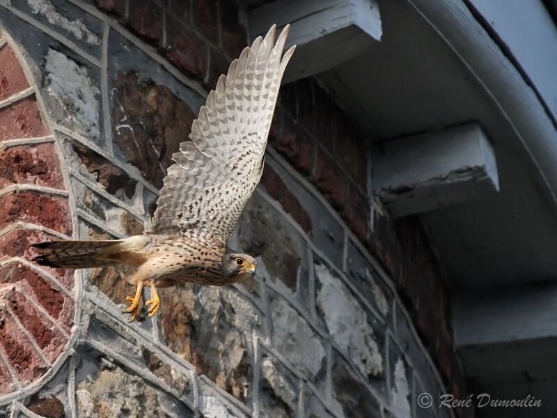 Common Kestrel male immature, identification