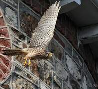 Common Kestrel