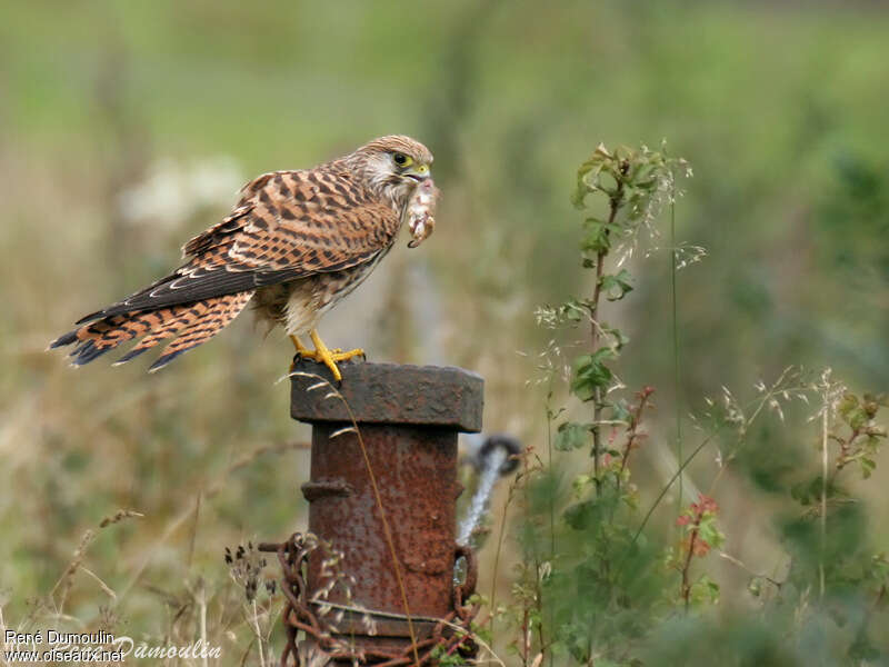 Common Kestrel female adult, feeding habits