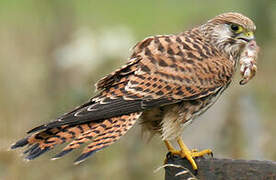 Common Kestrel