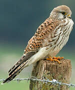 Common Kestrel