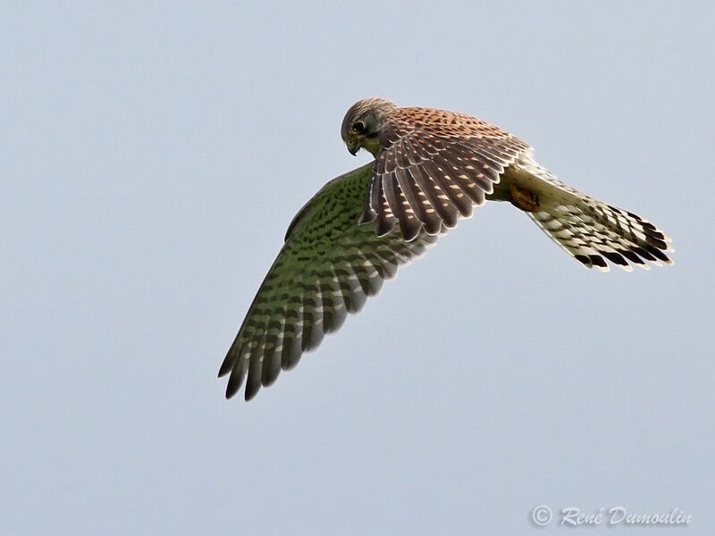 Common Kestrelimmature, Flight