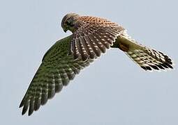 Common Kestrel