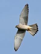 Common Kestrel