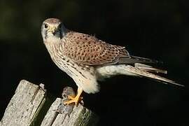 Common Kestrel