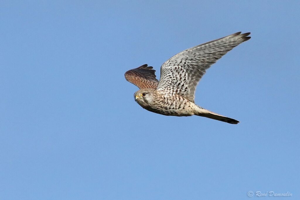 Common Kestrel female adult, Flight