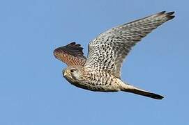 Common Kestrel