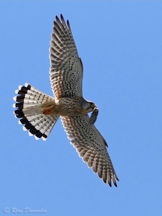 Common Kestrel female adult, identification