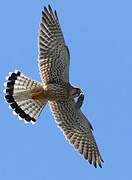 Common Kestrel