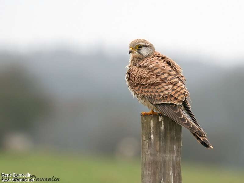 Common Kestrel female adult, identification