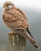 Common Kestrel