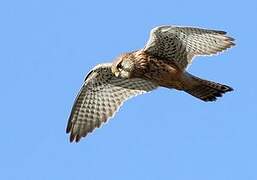 Common Kestrel