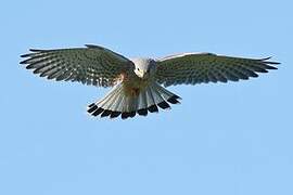 Common Kestrel