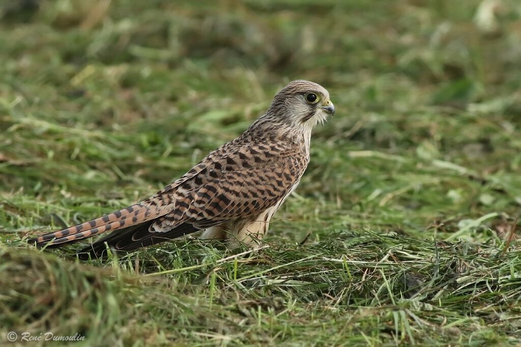 Common KestrelFirst year, identification, fishing/hunting