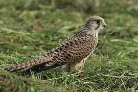 Common Kestrel