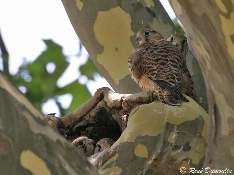 Common Kestreljuvenile