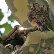 Common Kestrel