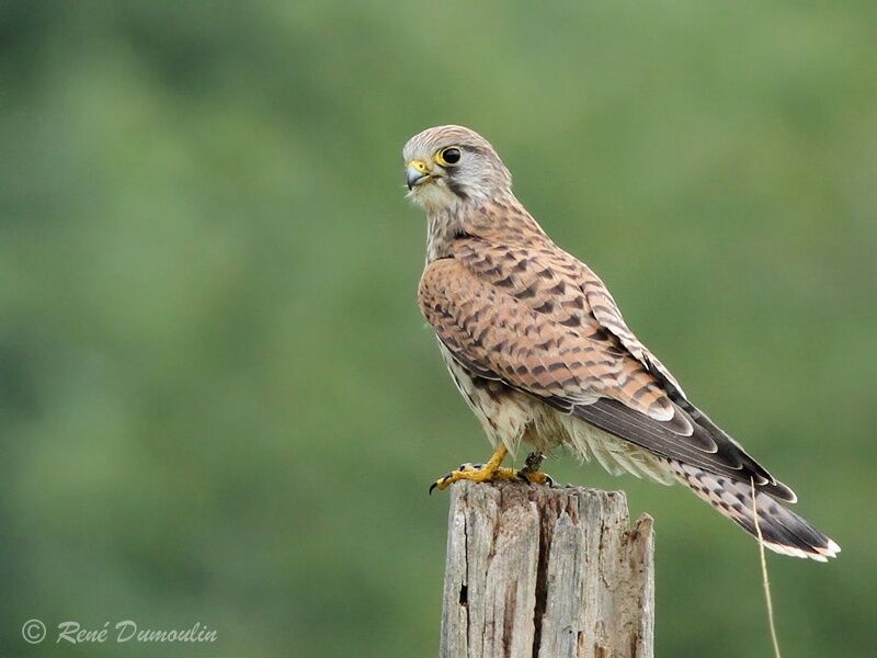 Common Kestrelimmature, identification