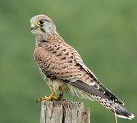 Common Kestrel