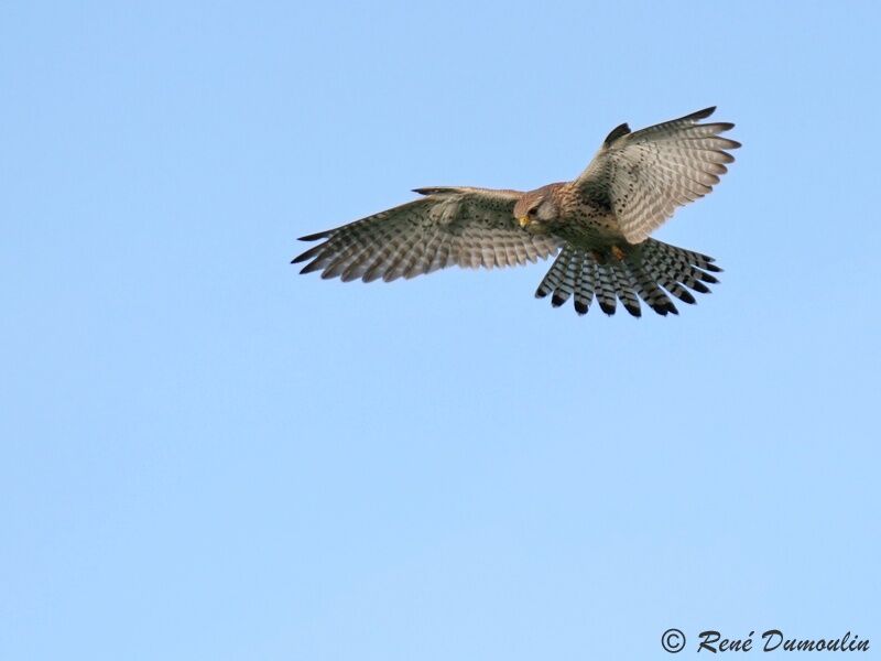 Common Kestrel