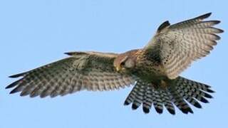 Common Kestrel