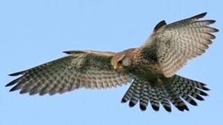 Common Kestrel