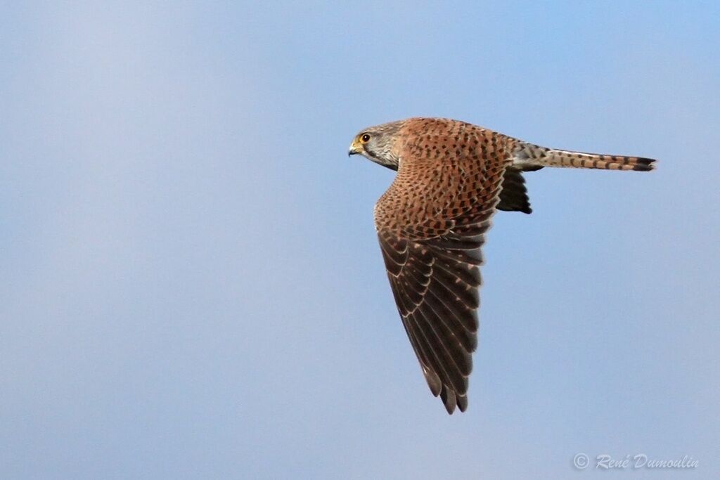 Common Kestrel female, Flight