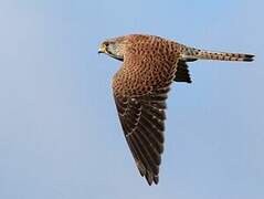 Common Kestrel