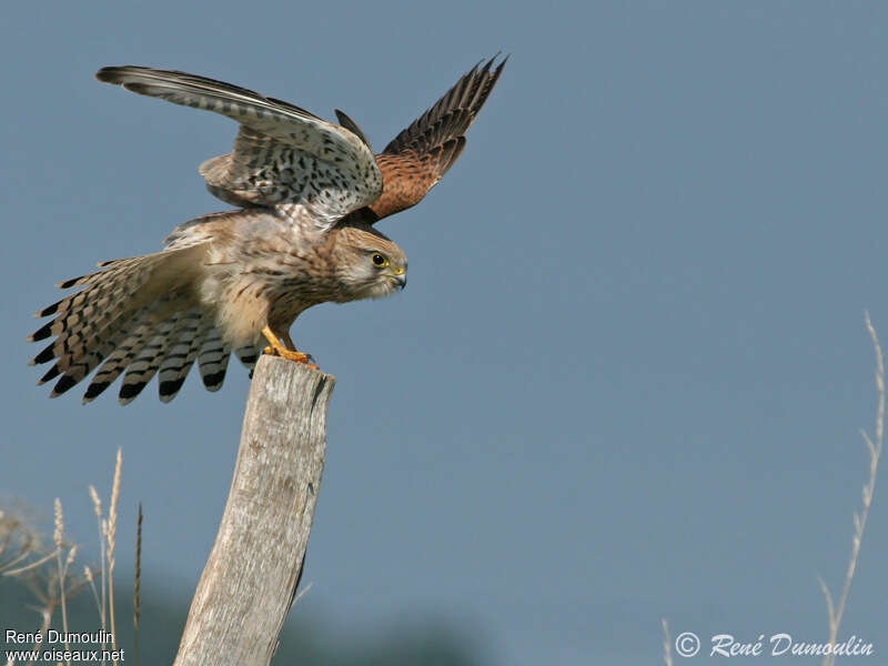 Common Kestrel female adult, aspect, pigmentation, Flight, Behaviour