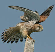 Common Kestrel