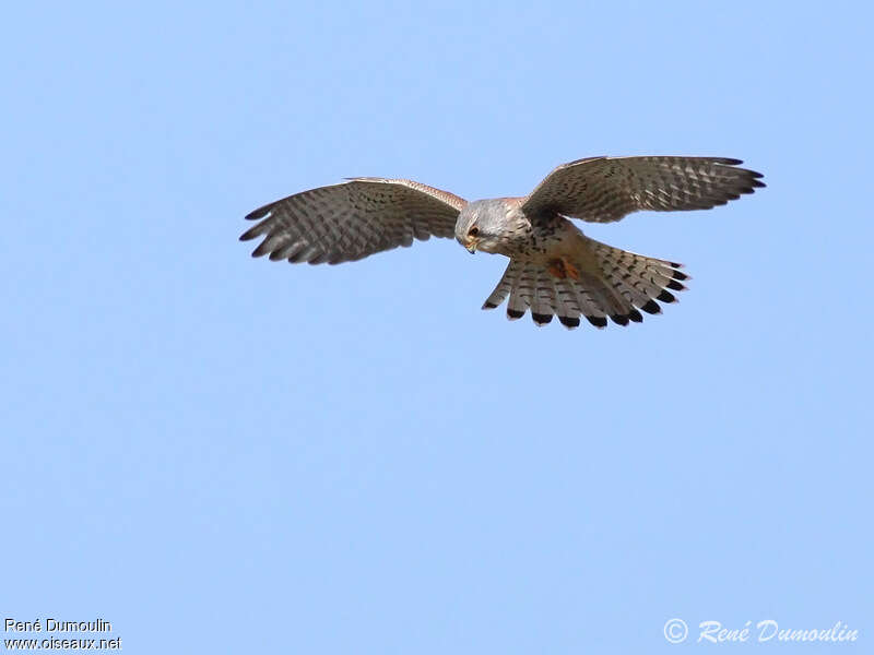 Common Kestrel male, Flight, fishing/hunting, Behaviour