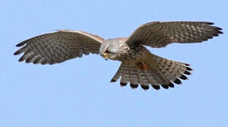 Common Kestrel