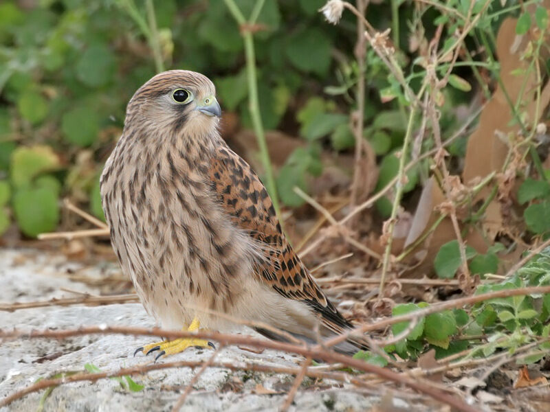 Common Kestreljuvenile, identification