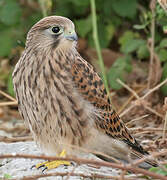 Common Kestrel