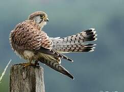 Common Kestrel