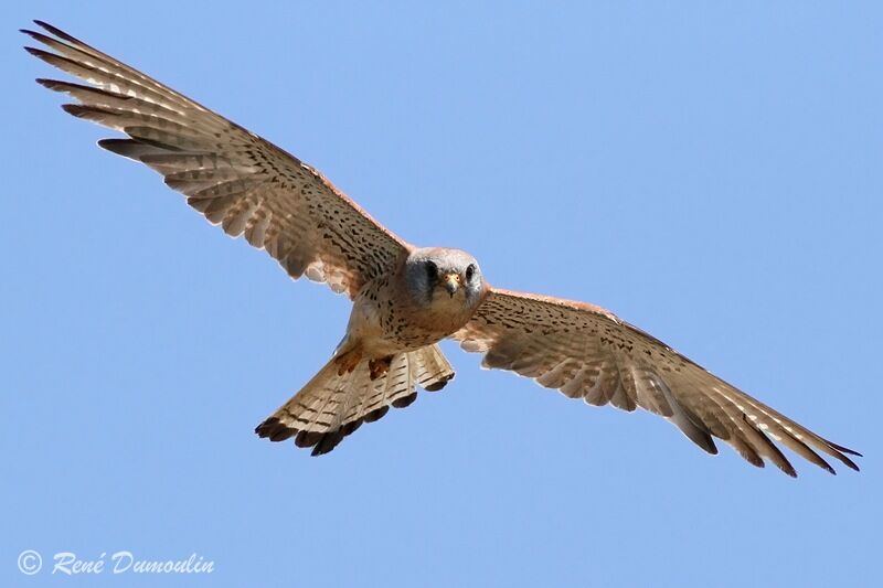 Lesser Kestrel male immature, Flight