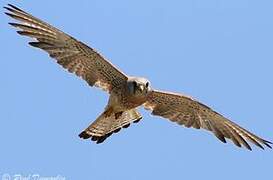 Lesser Kestrel