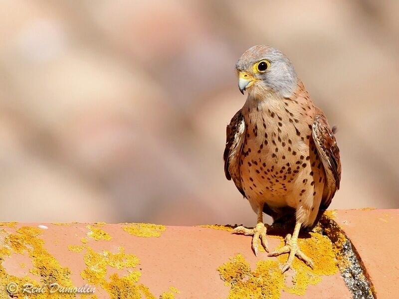 Lesser Kestrel male immature, identification