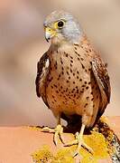 Lesser Kestrel